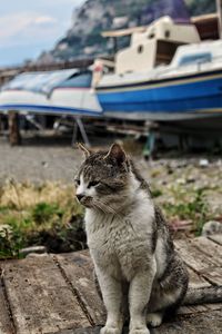 Close-up of cat sitting on boat