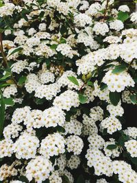 Close-up of white flowering plants