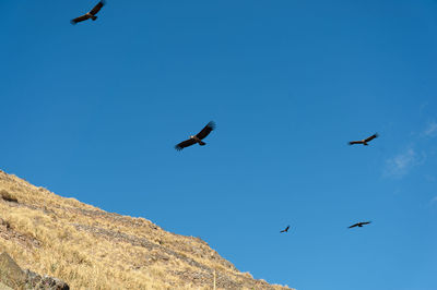 Low angle view of birds flying in the sky