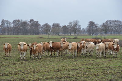 Horses in a field