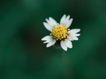 Close-up of white daisy flower