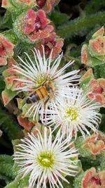 Close-up of bumblebee on flower