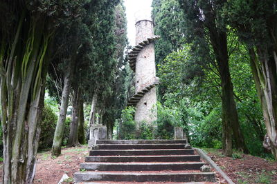 Steps amidst trees