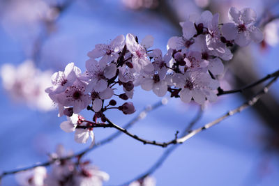 Close-up of cherry blossoms