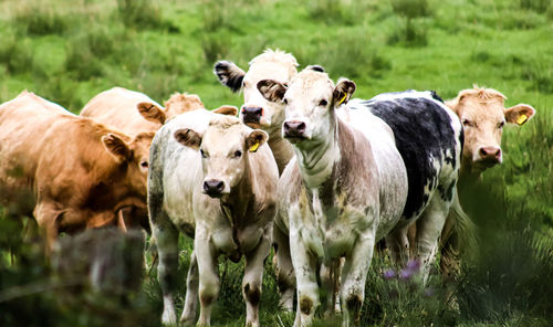 Cows standing in a field