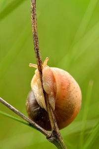 Close-up of snail on twig