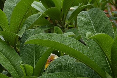 Close-up of water drops on plant