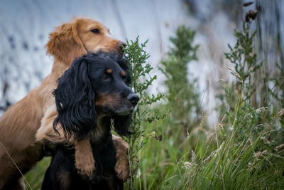 Close-up of dog on field