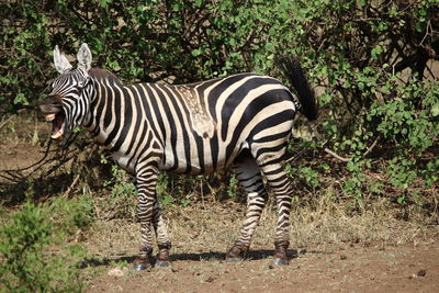 Zebra crossing on field