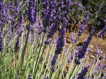 Close-up of purple flowering plants on field