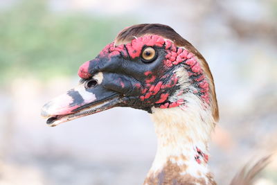 Close-up of a bird