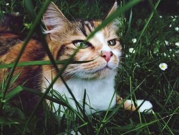 Portrait of cat resting on floor