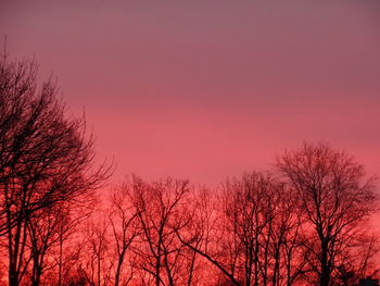 Red trees against sky during sunset