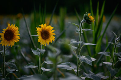 Close-up of yellow flowering plants on field