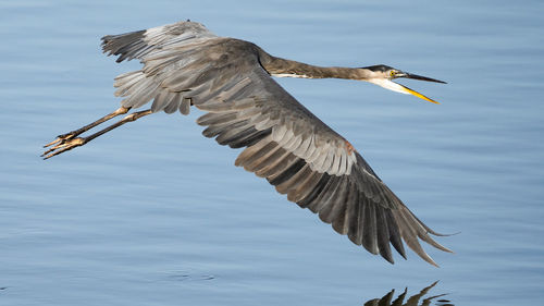 Close-up of heron flying over lake