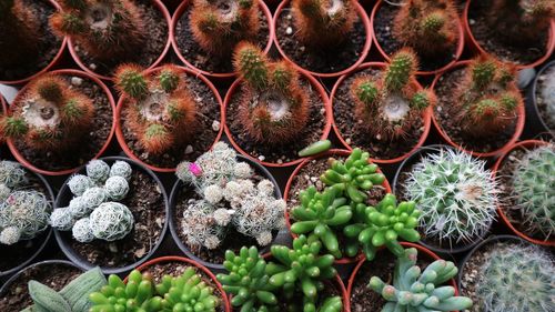 Full frame shot of succulent plants