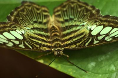 Close-up of insect on leaf