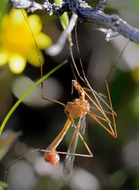 Close-up of spider on web