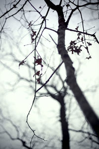 Low angle view of tree against sky