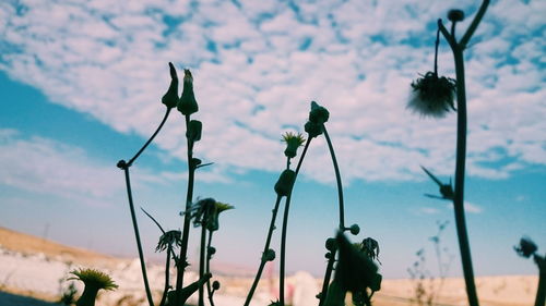 Low angle view of plants against cloudy sky