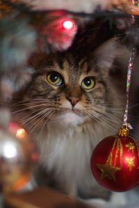 Close-up of cat with christmas ornaments