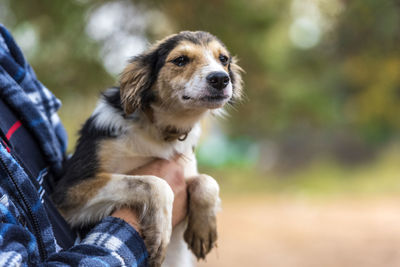 Close-up of dog looking away outdoors