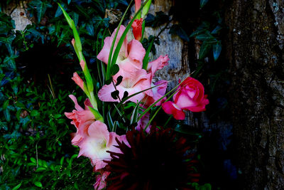 Close-up of pink flowers in park