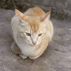 Portrait of cat relaxing on footpath