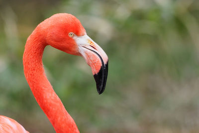 Close-up side view of a bird