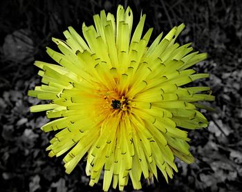 Close-up of yellow flower