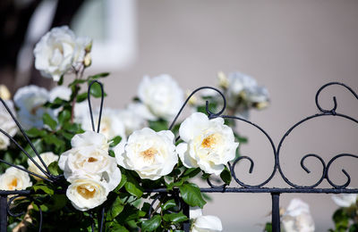 Close-up of white roses