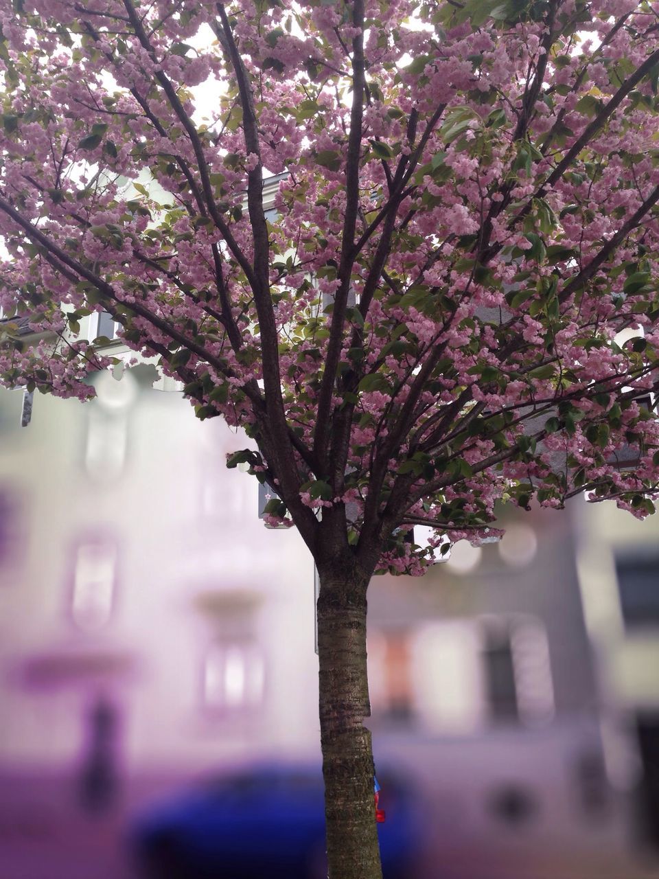 tree, branch, growth, flower, nature, tree trunk, freshness, beauty in nature, low angle view, fragility, focus on foreground, building exterior, built structure, pink color, blossom, cherry blossom, day, outdoors, architecture, no people