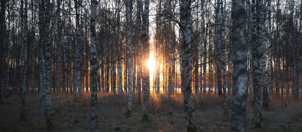 Trees in forest