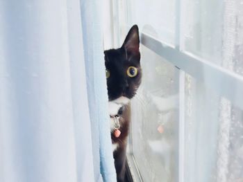 Portrait of cat by window against sky