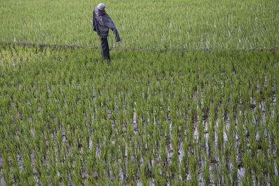 Scarecrow on rice paddy