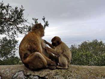 Monkey sitting on rock against sky