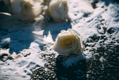 Close-up of white rose on rock