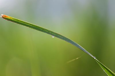 Close-up of wet plant