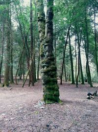 Trees in forest