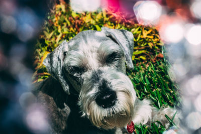 Close-up portrait of dog