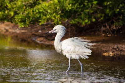 White heron in lake