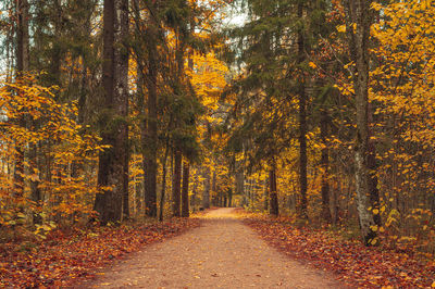 Footpath amidst trees in forest during autumn