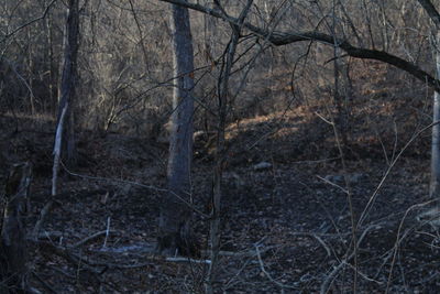 Close-up of bare tree in forest
