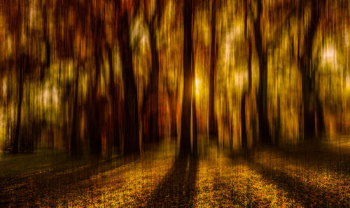 Scenic view of forest at night