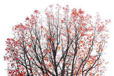 Low angle view of flowering tree against clear sky