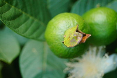 Close-up of fruit on tree