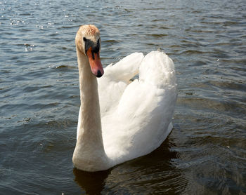 Close-up of swan swimming on lake