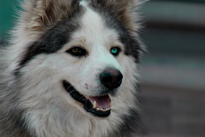 Close-up portrait of dog