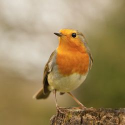 Close-up of bird perching outdoors