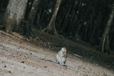 View of an animal sitting on field